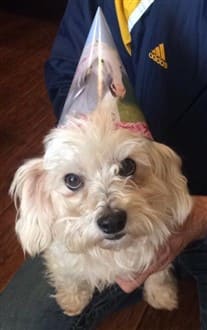 maltipoo-wearing-birthday-hat